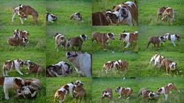 wild boys.webp