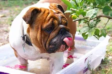 DSC01829bubbs.webp