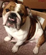 Nigel sitting pretty.webp