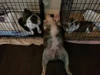 Diva and pups.webp