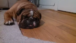 olliesleep.webp