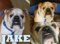 jake.webp