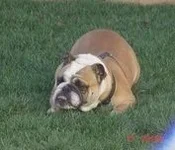 molly.webp