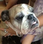 roxy.webp