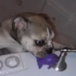 vbulletin_temp_upload.webp
