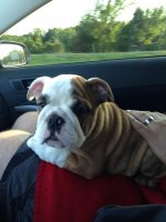 IMG_1556.jpg IMG_1556.jpg