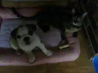 Harlea_Capt 1.webp