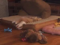 Harlea Sleeping.webp