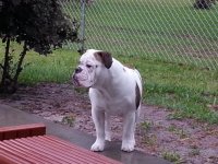 ace@8months.jpg