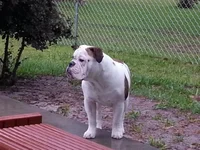 ace@8months.webp