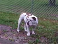ace @ 8 months.webp