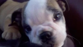Harper Close Up Jan 24.webp