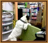 wilbur.webp