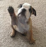 Harper Jiggs.webp