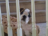 Harper on Stairs Feb2013.jpg