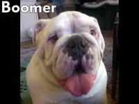 1372692059_boomer.webp