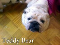 1372692402_teddyandbear.jpg