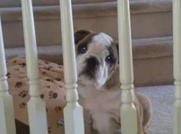 Harper on Stairs Feb2013.webp