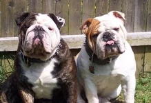 American Gothic with Bulldogs.webp