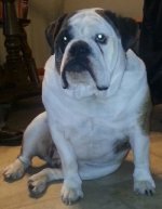 Angus.jpg Angus.jpg