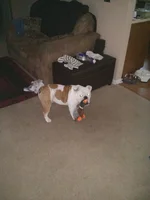 08 04 13 Duck1.webp