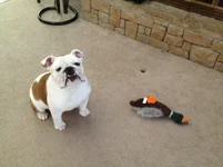 08 22 13 Duck2.webp