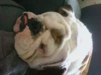 bully.webp