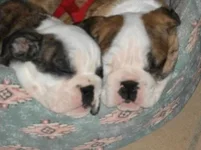 Mollymaude 026.webp