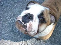 shelbyvilleanddogs 006.webp