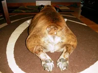 Cashy Booty.webp