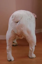 2306224294_748e543c31_o.webp