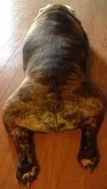 Butt.webp