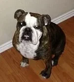 Stink Eye.webp