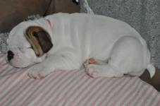 zoey05.webp