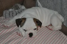 zoey06.webp