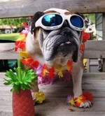 Aloha4.webp
