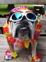 Aloha1.webp