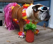 Aloha2.webp