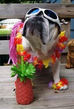 Aloha3.webp