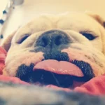 Mack couch.webp