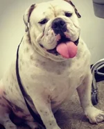 mack vet.webp