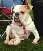 lucylu.webp