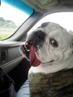 Maggie cute.webp