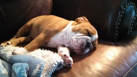 TIRED OUT PAISLEY.webp