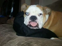 bubba.webp