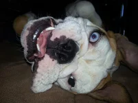 bubba6.webp