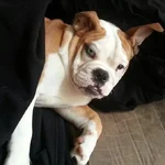 bubba2.webp