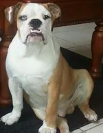 bubba1.webp