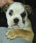 8.5 weeks old.webp 8.5 weeks old.webp