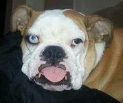 bubba.webp